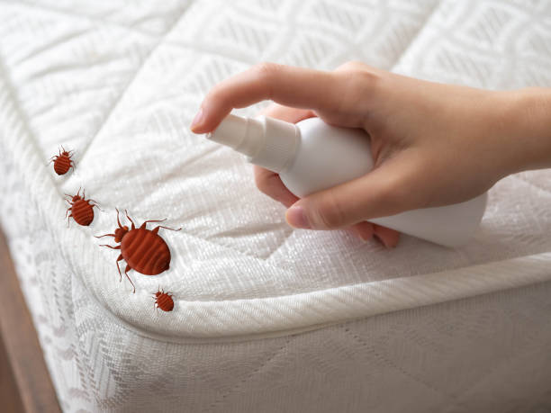 Best Affordable Pest Control Services  in Shinnston, WV
