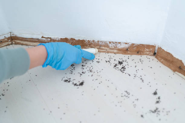 Best Termite Control Services  in Shinnston, WV