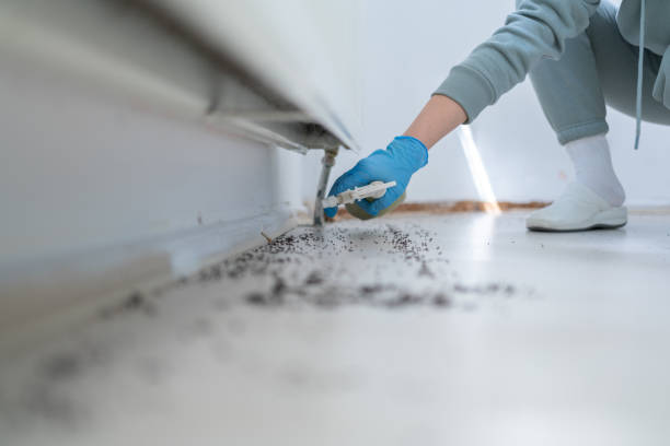 Best Pest Control Treatment  in Shinnston, WV